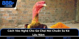 Cách Vào Nghệ Cho Gà Chọi Nòi Chuẩn Sư Kê Lâu Năm