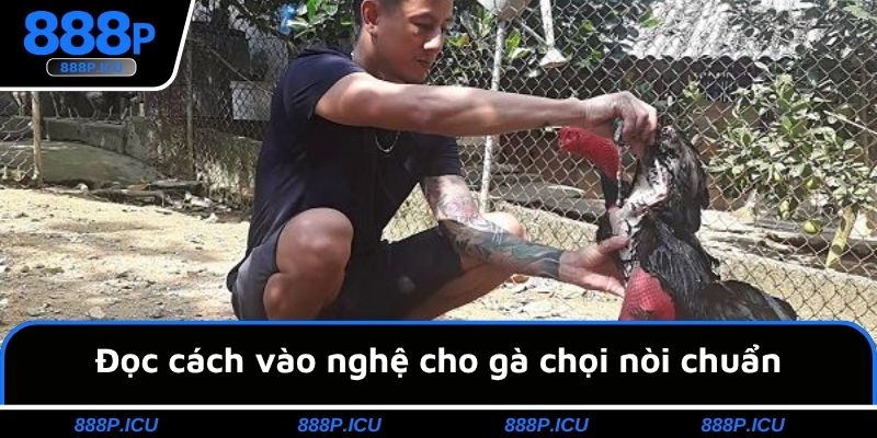 Đọc cách vào nghệ cho gà chọi nòi chuẩn