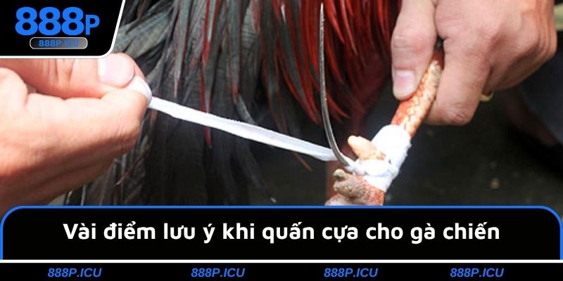Vài điểm lưu ý khi quấn cựa cho gà chiến